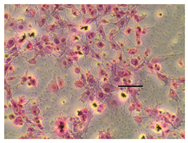 Applsci 14 07845 i027