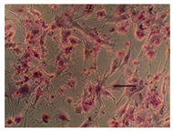 Applsci 14 07845 i028