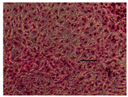 Applsci 14 07845 i029