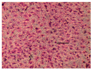 Applsci 14 07845 i031