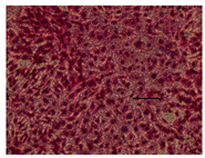 Applsci 14 07845 i033