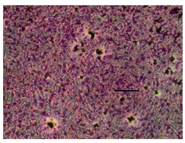 Applsci 14 07845 i034