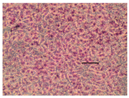 Applsci 14 07845 i035