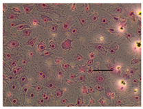 Applsci 14 07845 i038