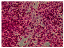 Applsci 14 07845 i040