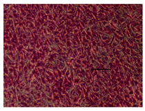 Applsci 14 07845 i041