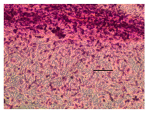 Applsci 14 07845 i042