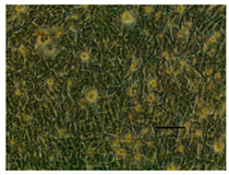 Applsci 14 07845 i043