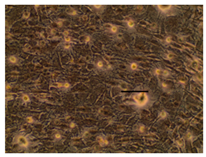 Applsci 14 07845 i045