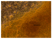 Applsci 14 07845 i046