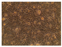 Applsci 14 07845 i047