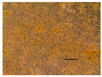 Applsci 14 07845 i048