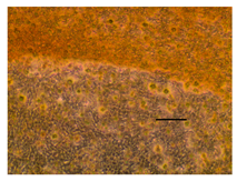 Applsci 14 07845 i049