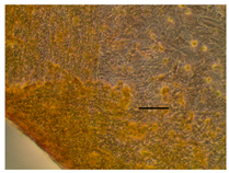 Applsci 14 07845 i050