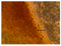 Applsci 14 07845 i051