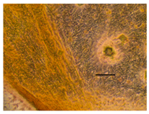 Applsci 14 07845 i052