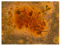 Applsci 14 07845 i053