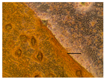 Applsci 14 07845 i054