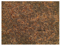 Applsci 14 07845 i055