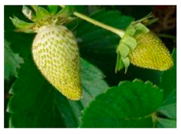 Applsci 14 08350 i002