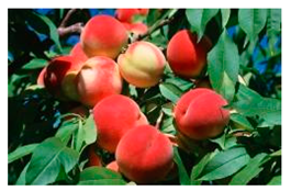 Applsci 14 08350 i003