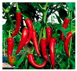 Applsci 14 08350 i004