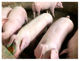 Applsci 14 08350 i006