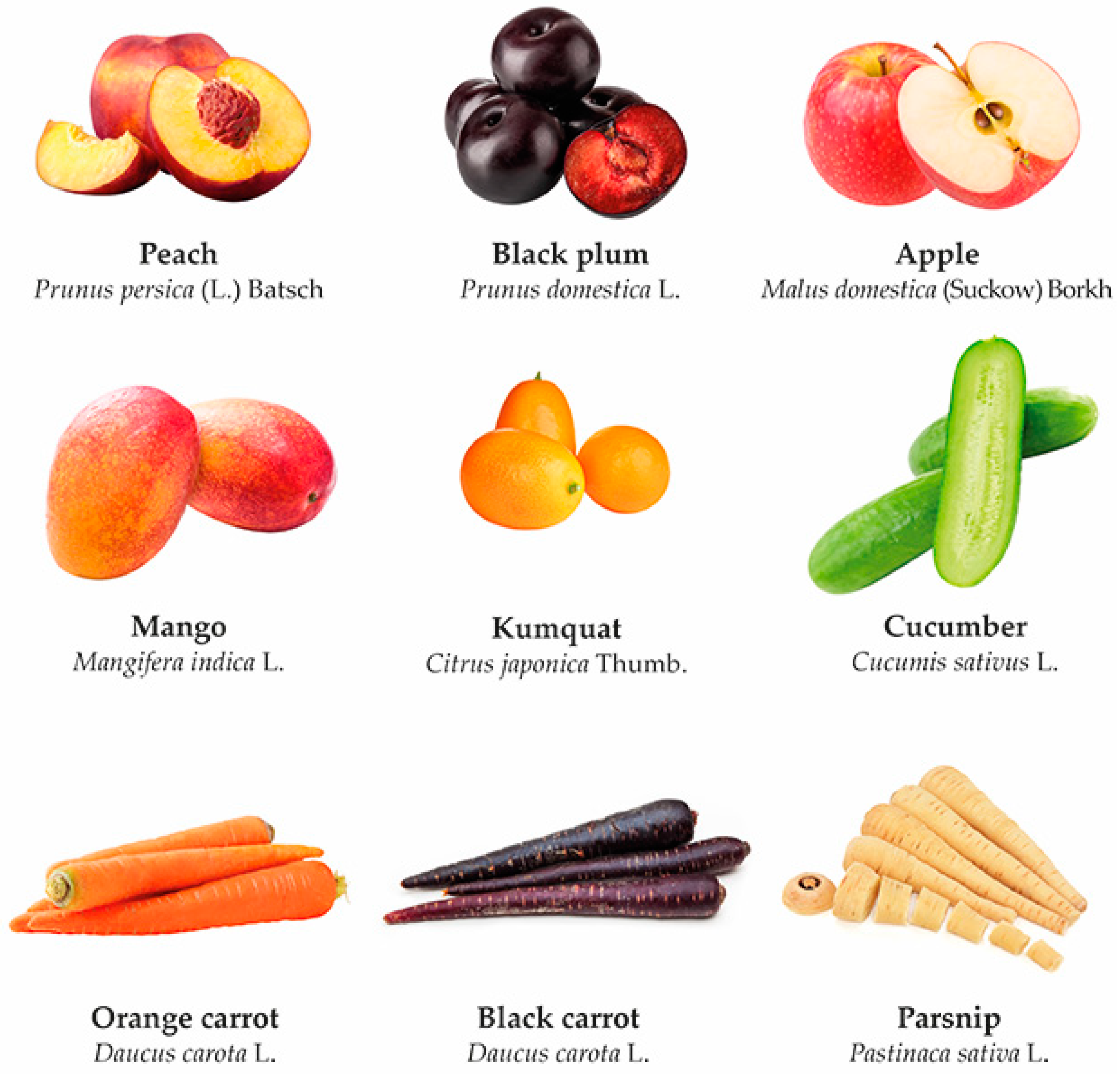 Applsci 14 09172 g001