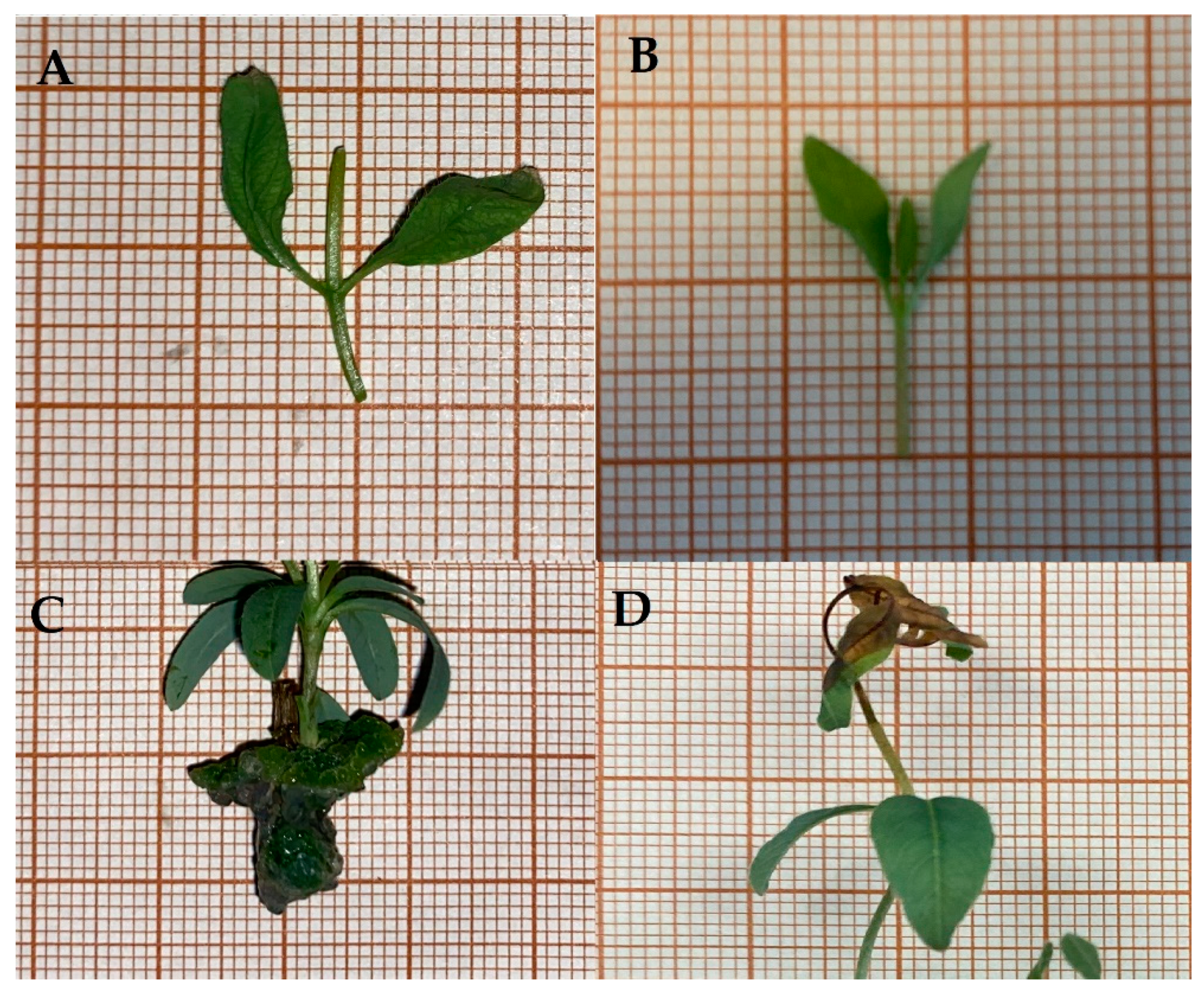 Applsci 14 09452 g002
