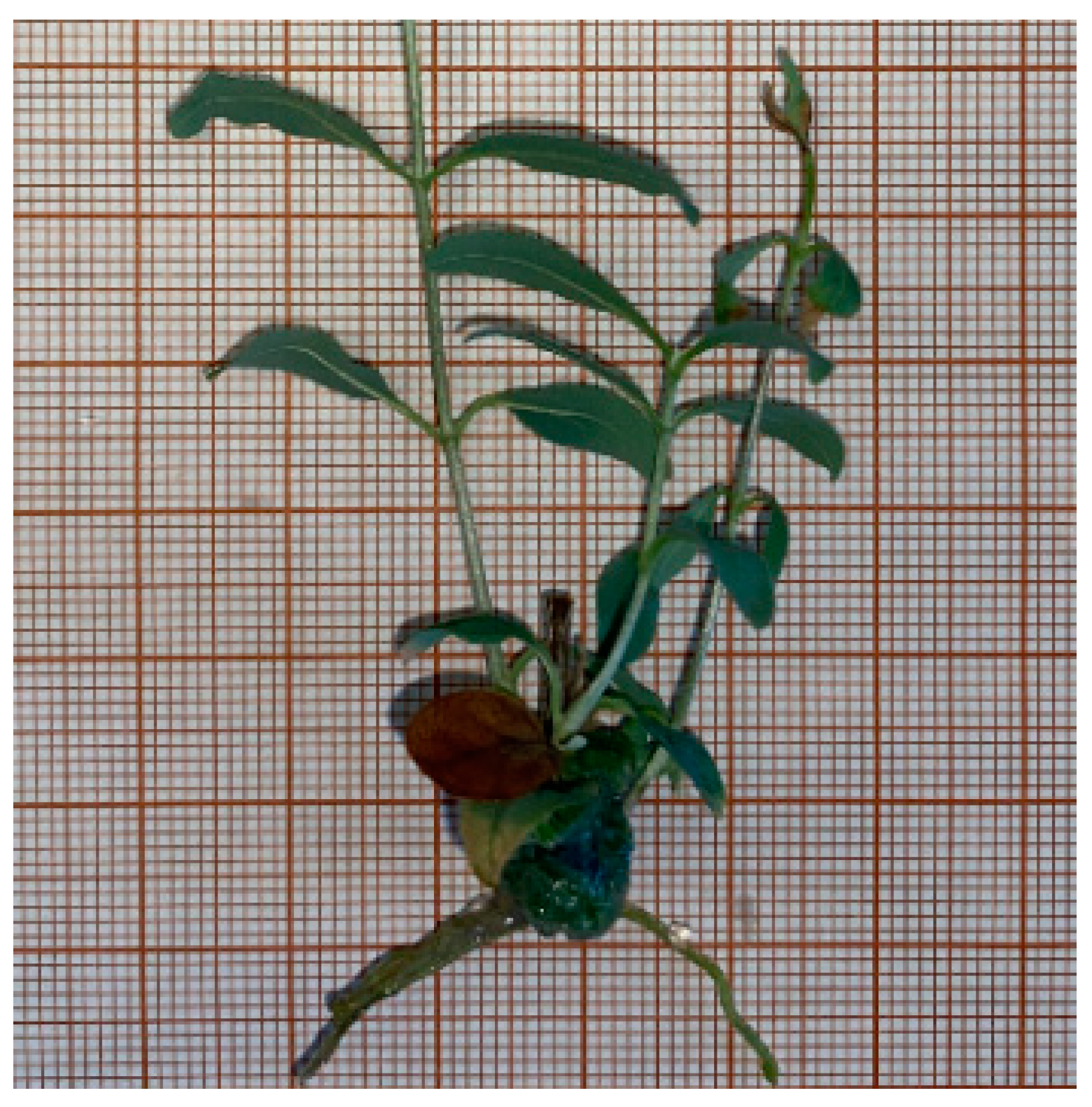 Applsci 14 09452 g003