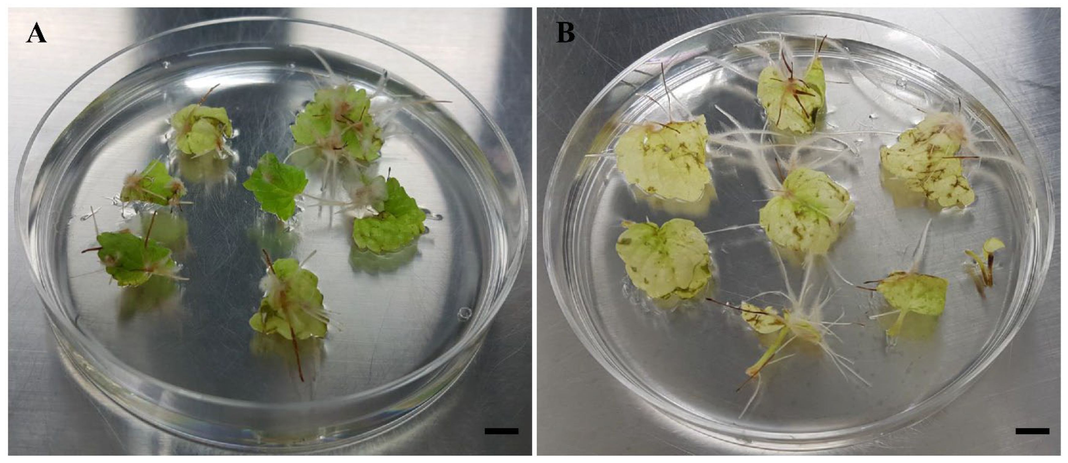 Applsci 14 09617 g001