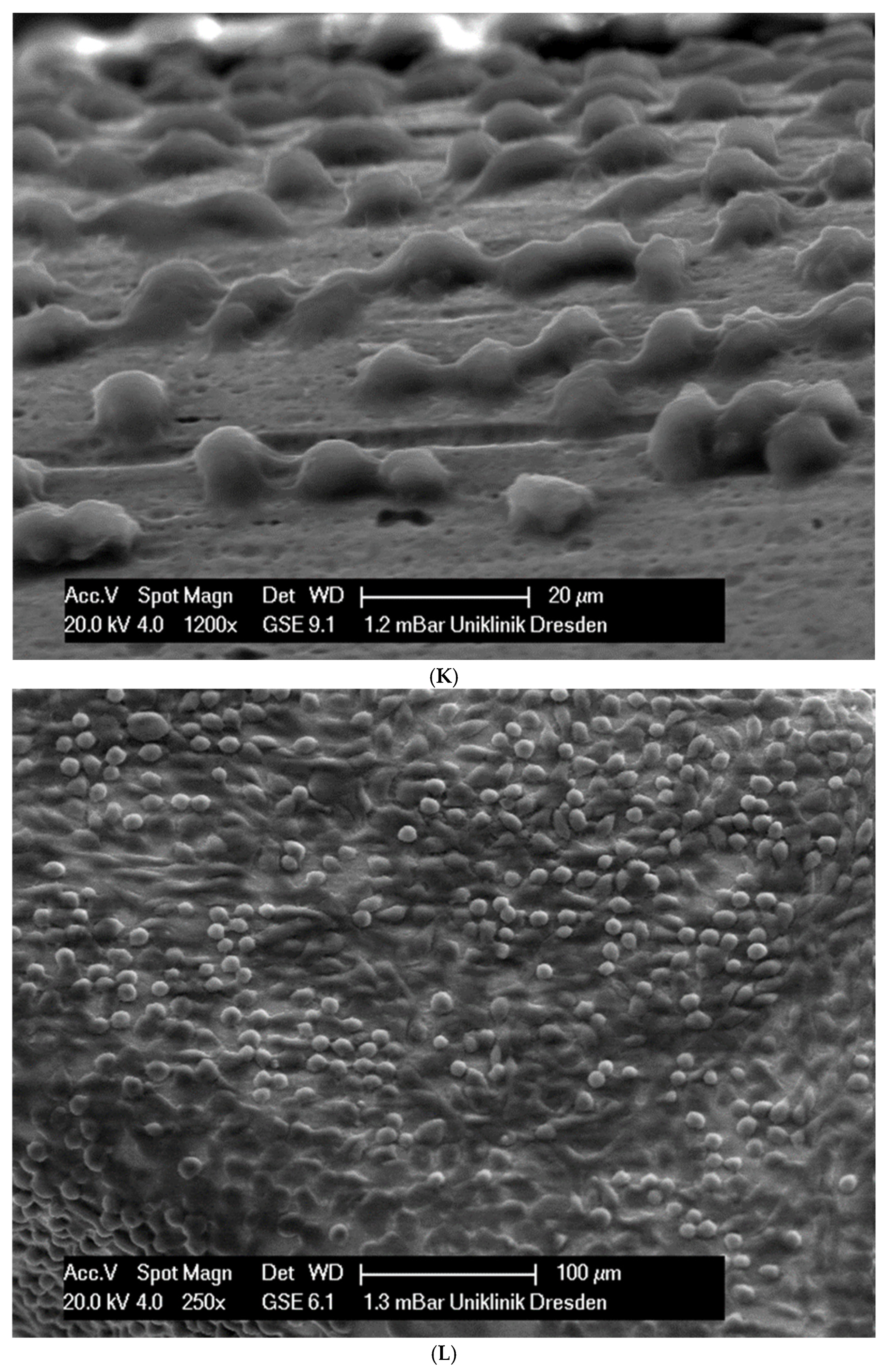 Applsci 14 09679 g002f