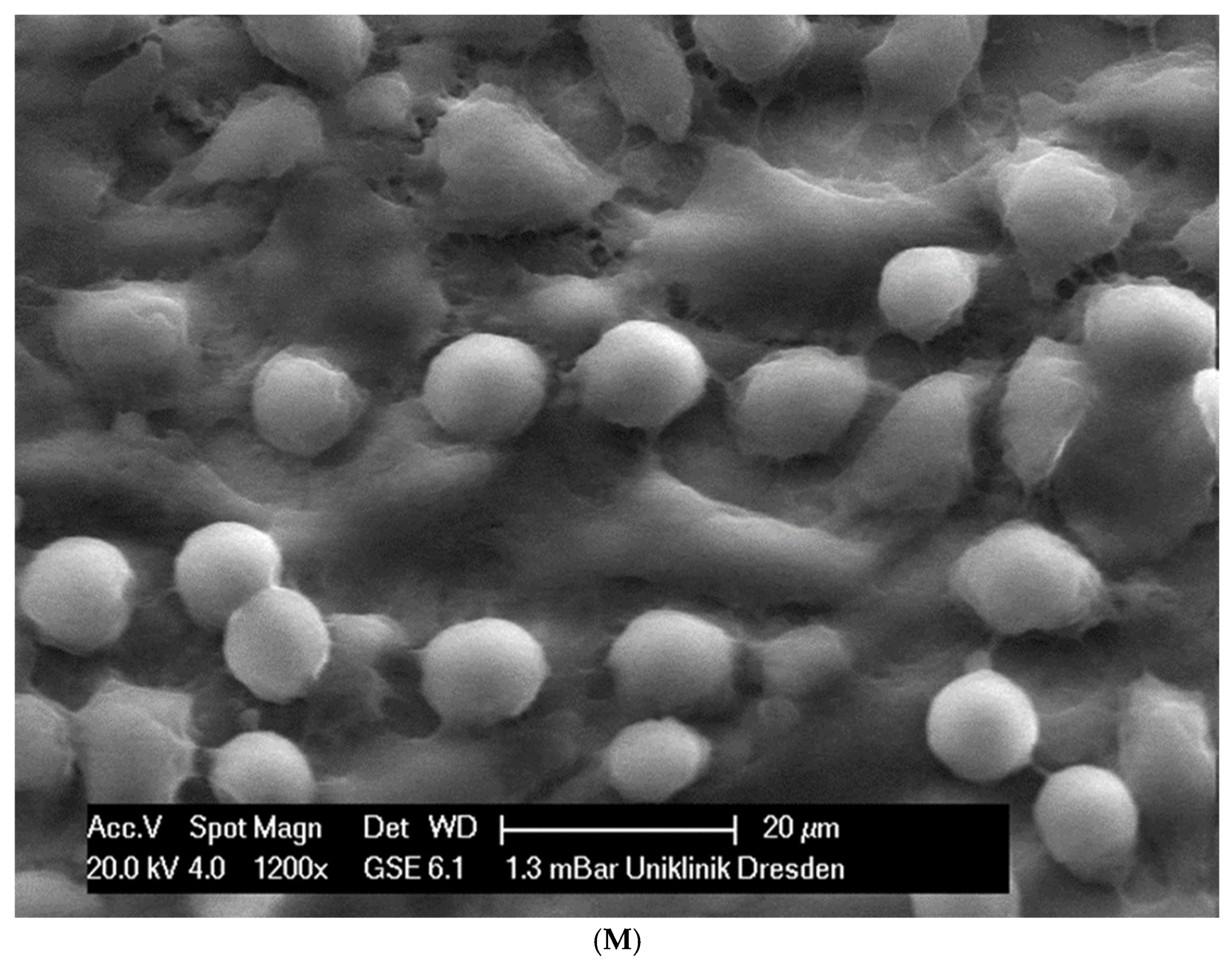 Applsci 14 09679 g002g