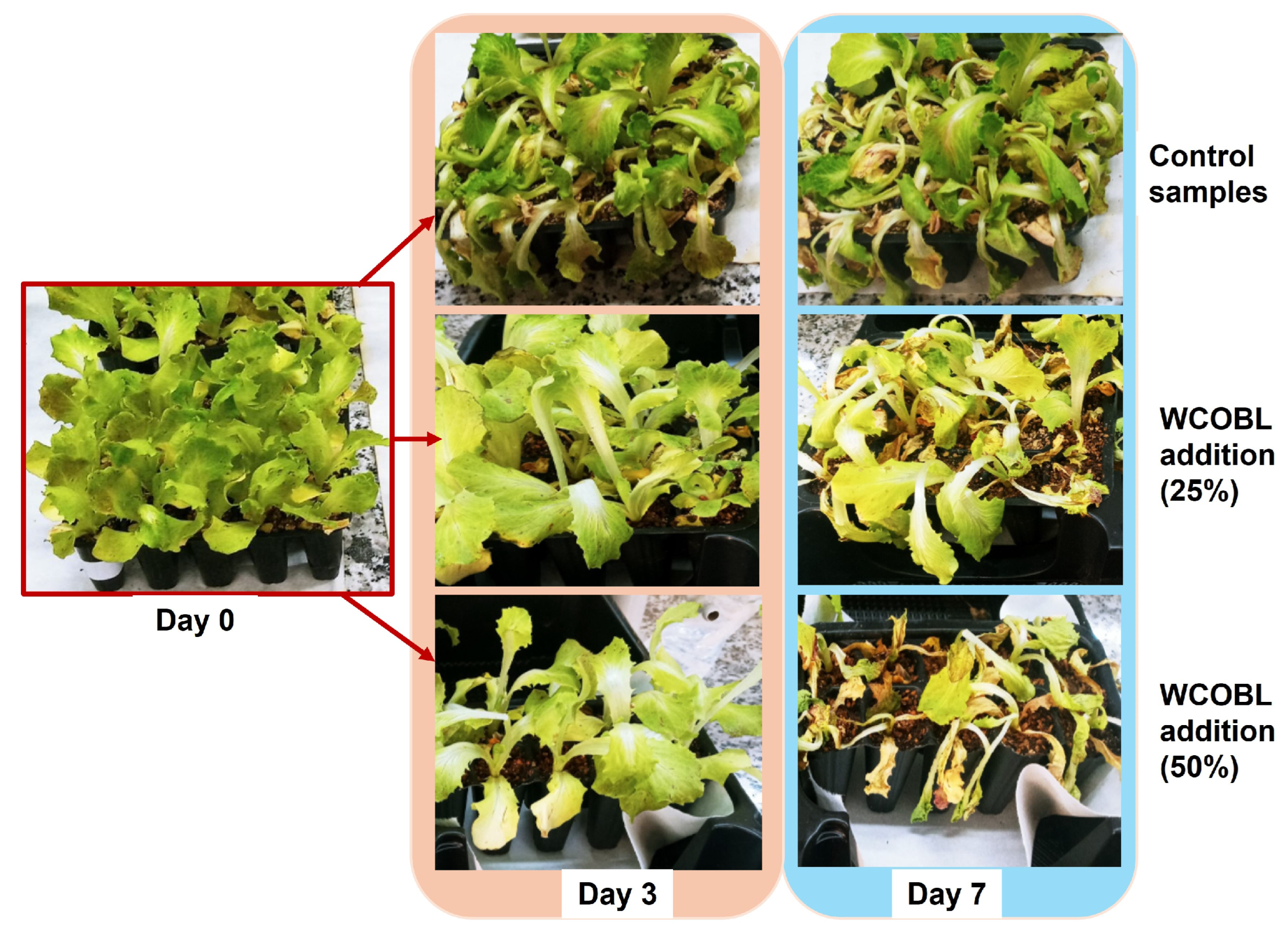 Applsci 14 09767 g003