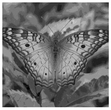 Applsci 14 09785 i016