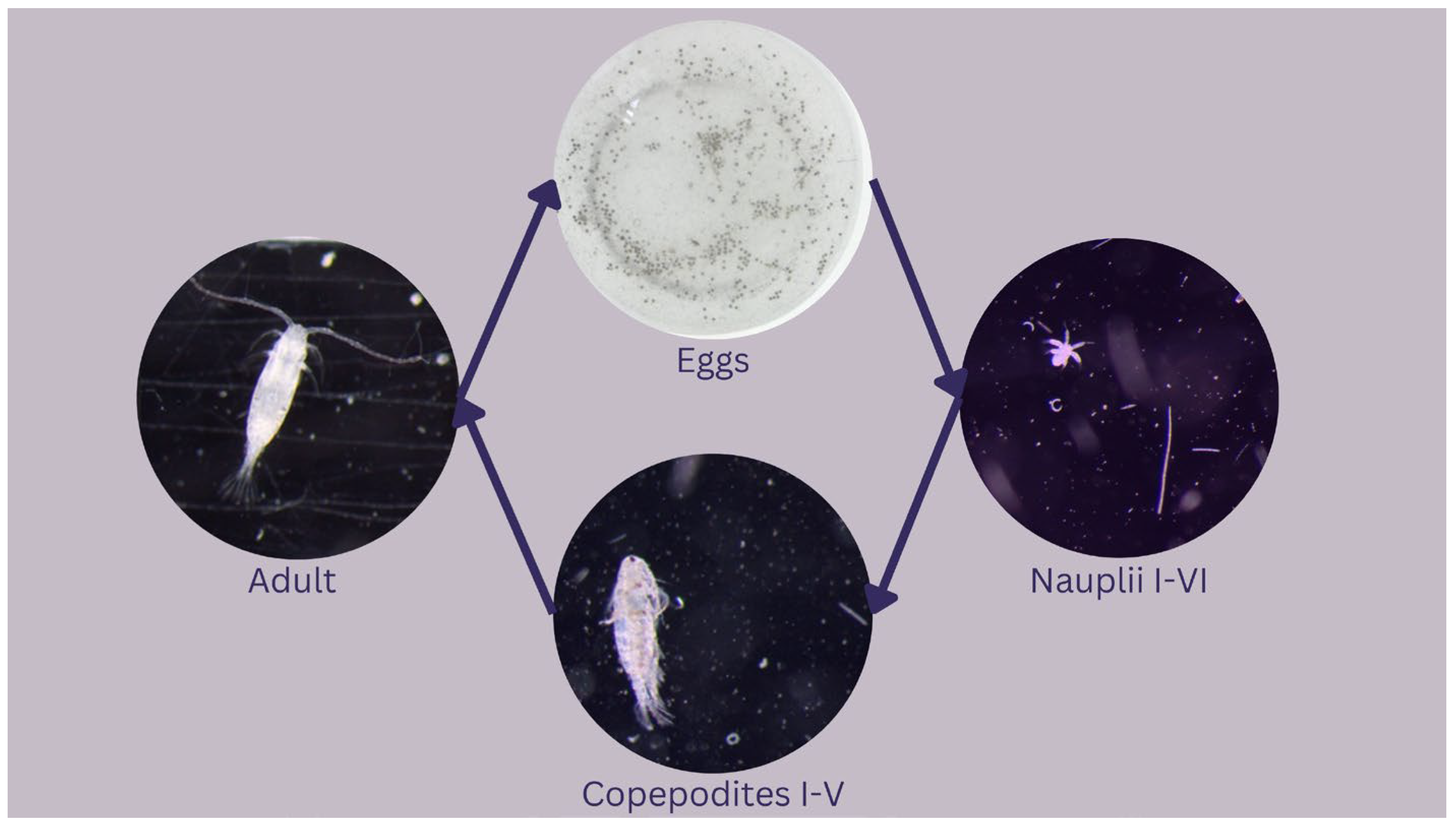 Applsci 14 09861 g001