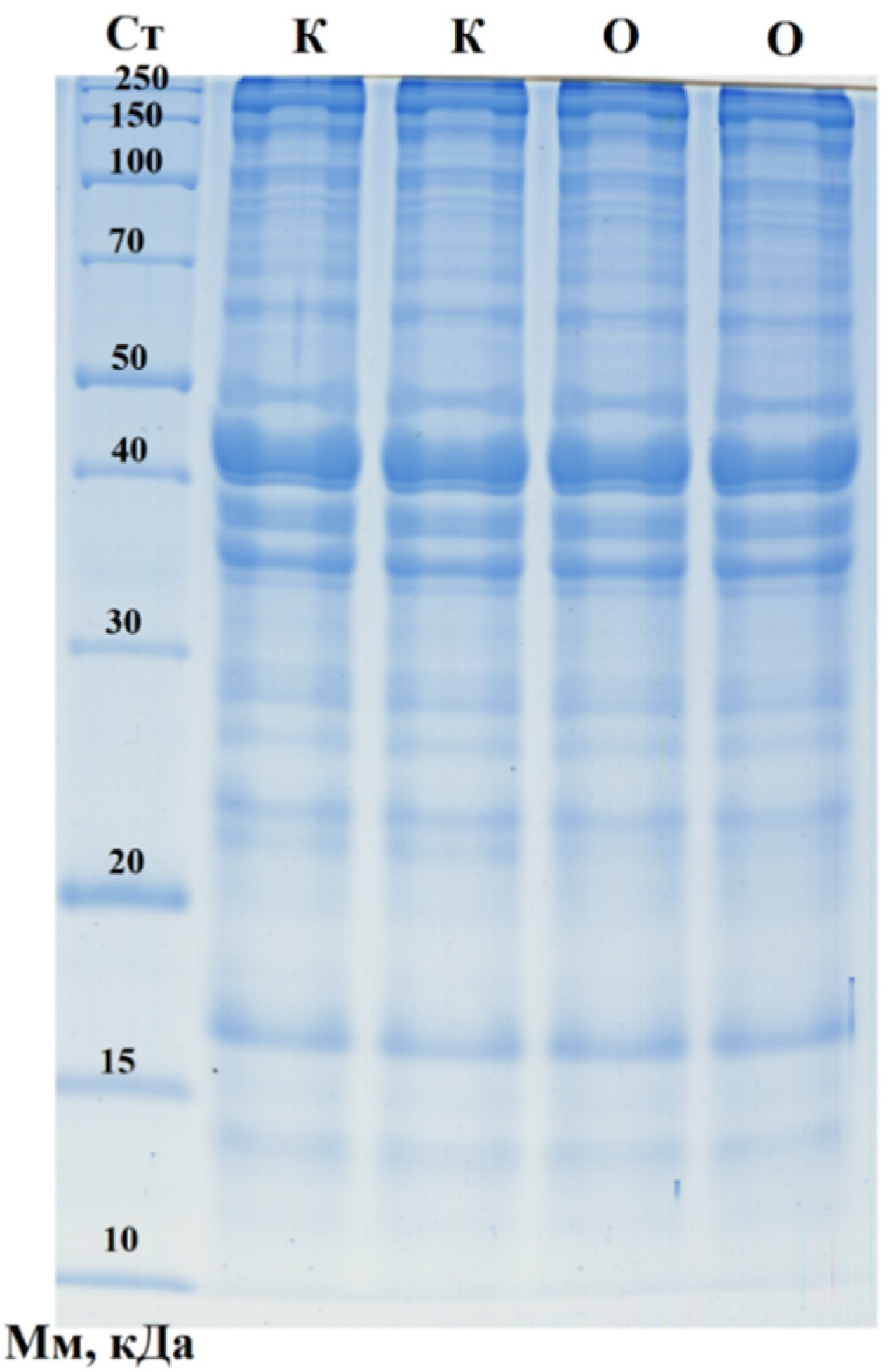 Applsci 14 09986 g002