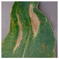 Applsci 14 10004 i001