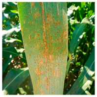 Applsci 14 10004 i002