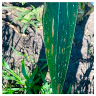 Applsci 14 10004 i003