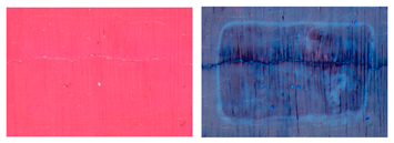 Applsci 14 10385 i008