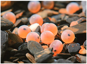 Applsci 14 10582 i001