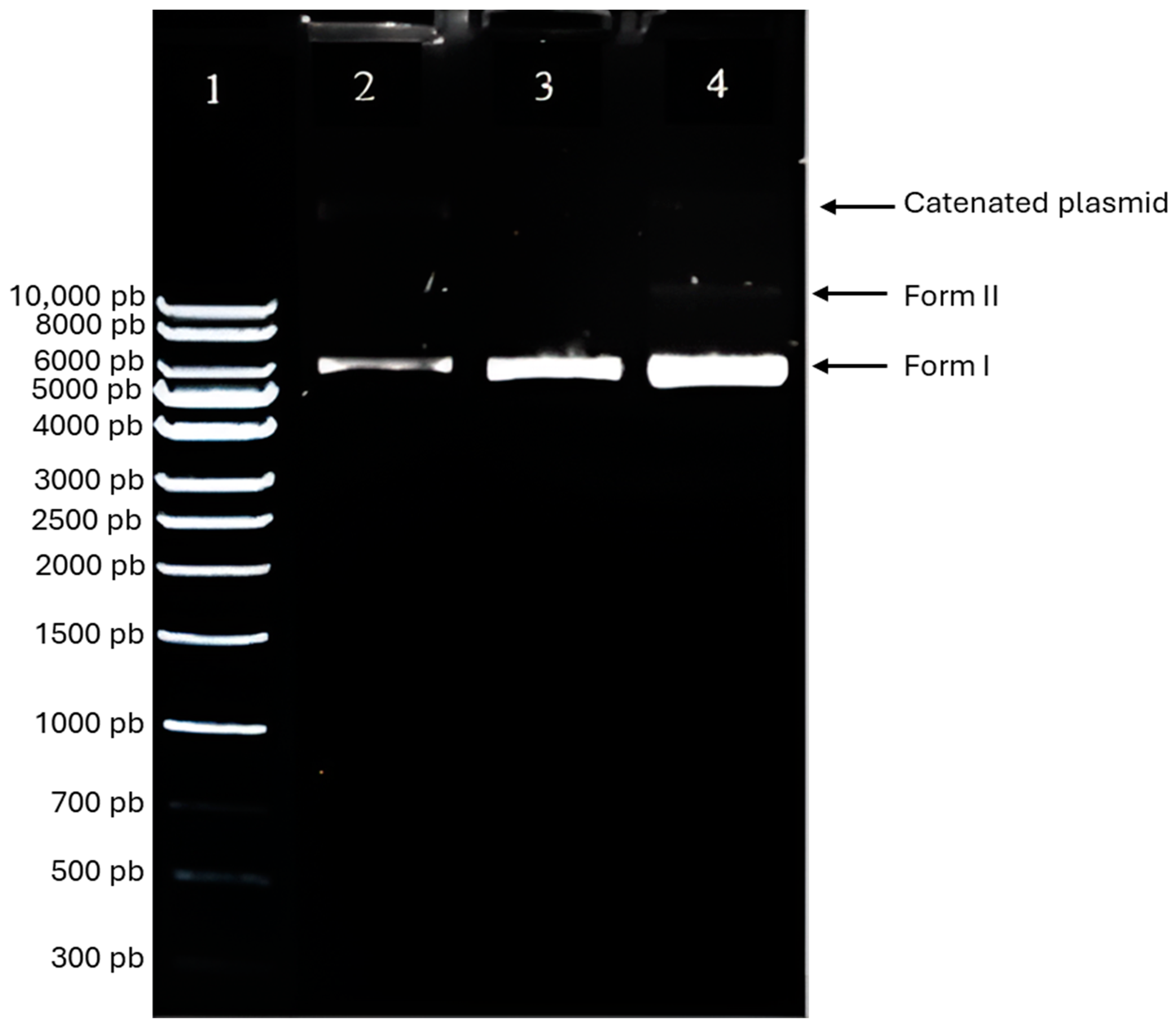 Applsci 14 10892 g006 Applsci 14 10892 g006