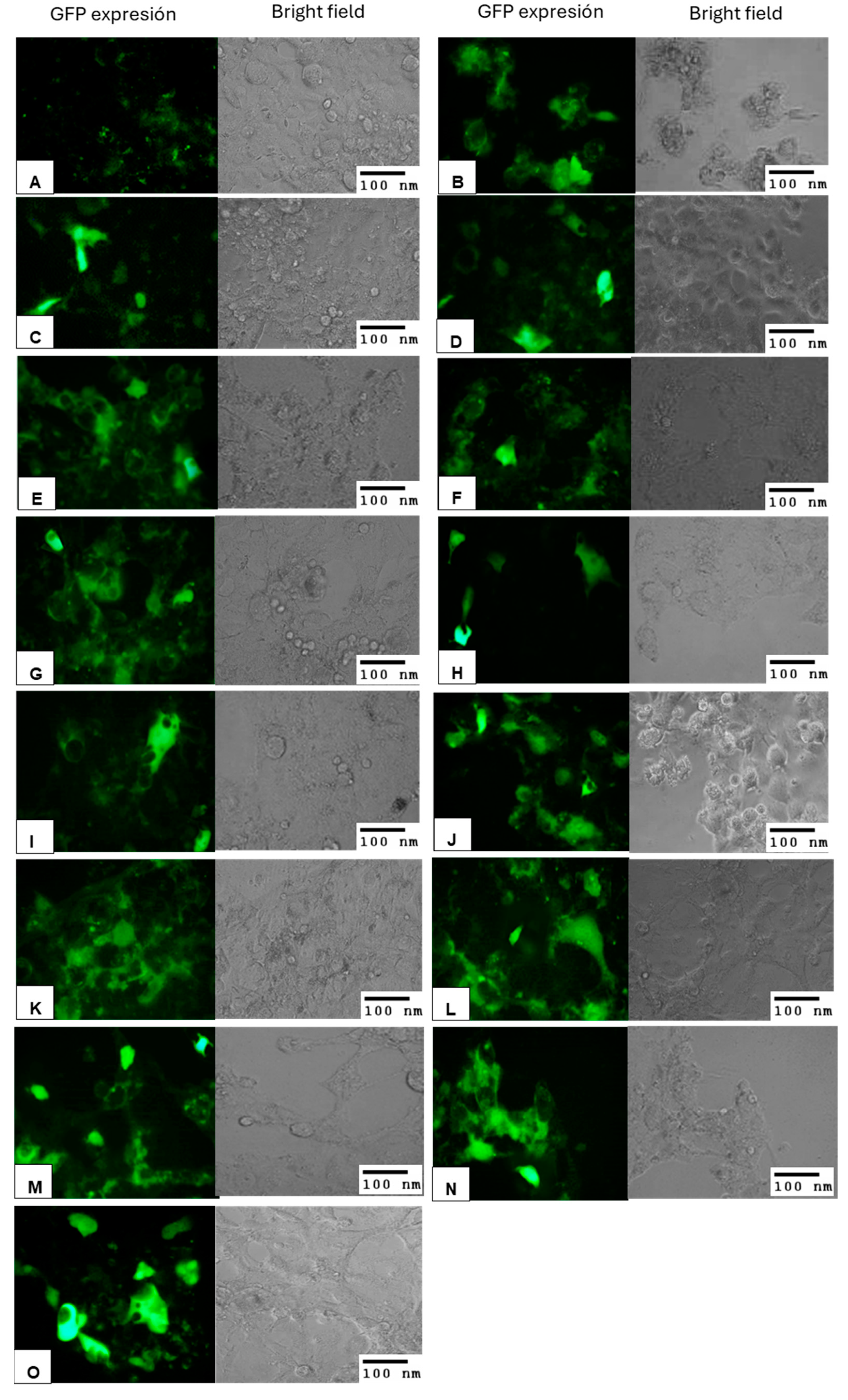 Applsci 14 10892 g010 Applsci 14 10892 g010