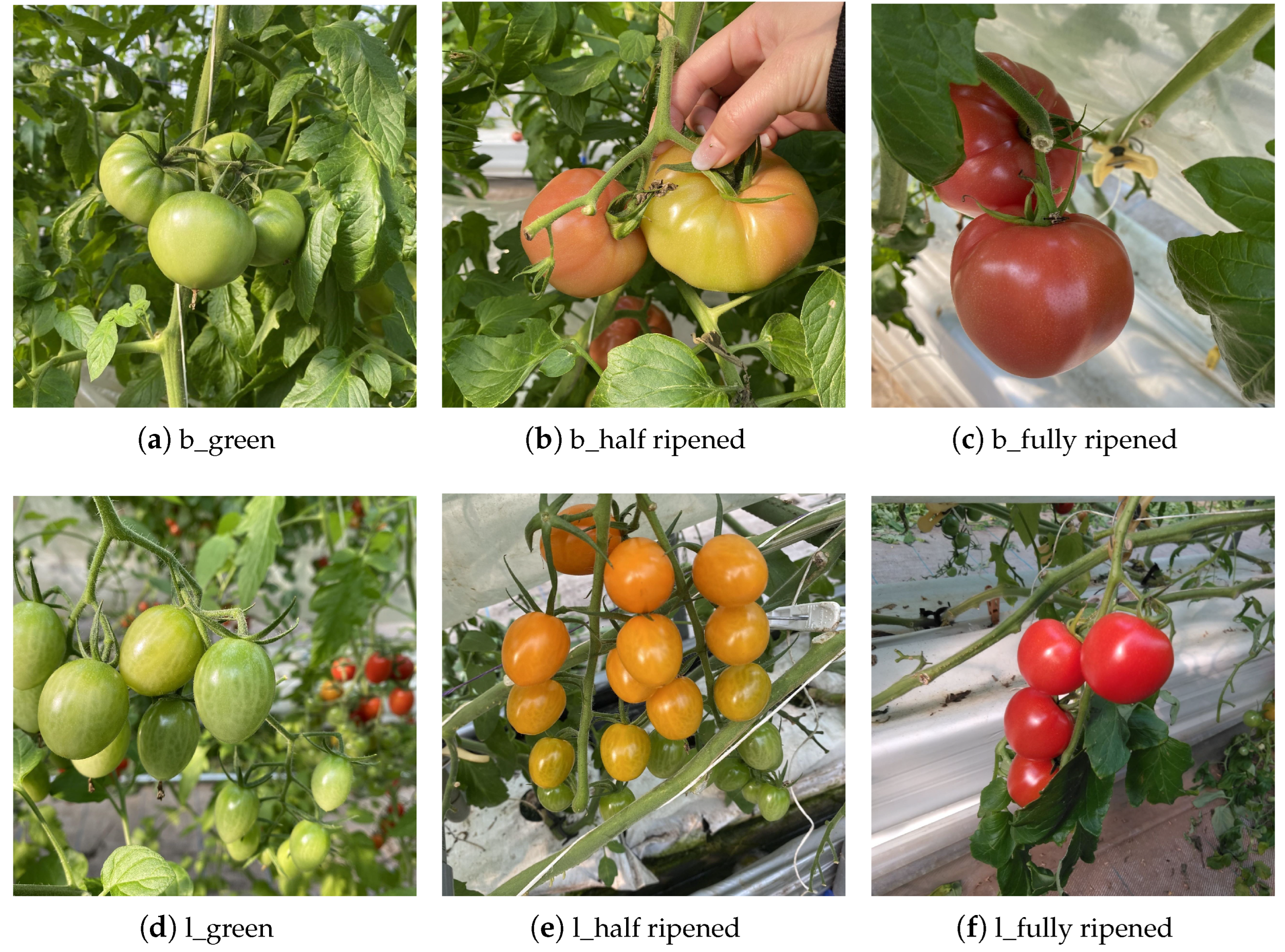 Applsci 14 11111 g001 Applsci 14 11111 g001