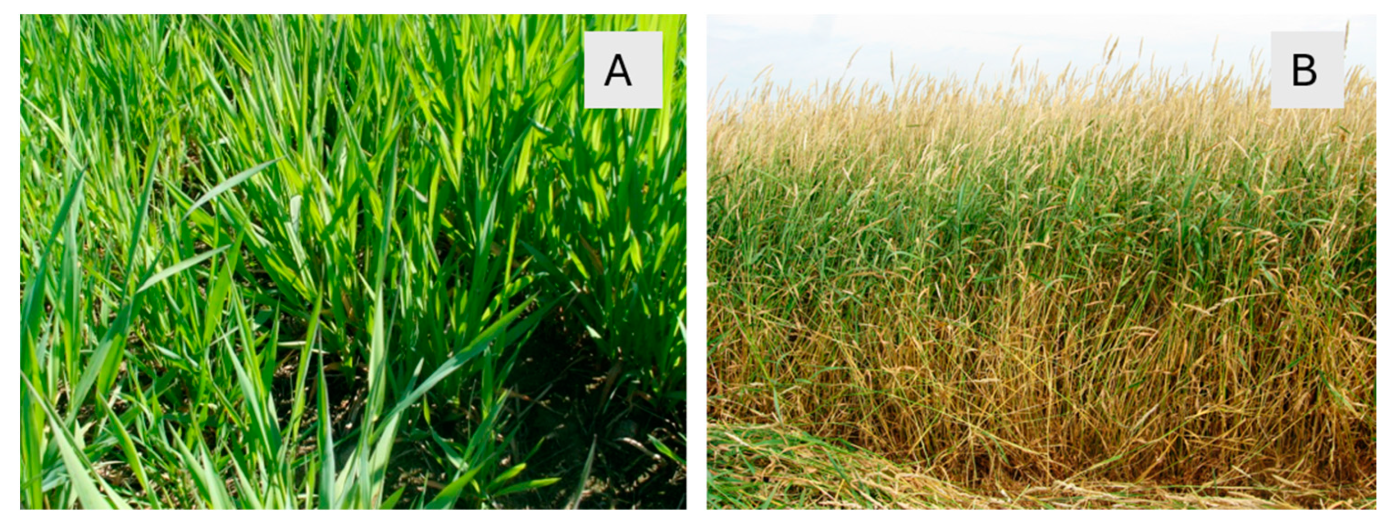 Applsci 14 11194 g001