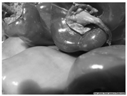 Applsci 14 11401 i001