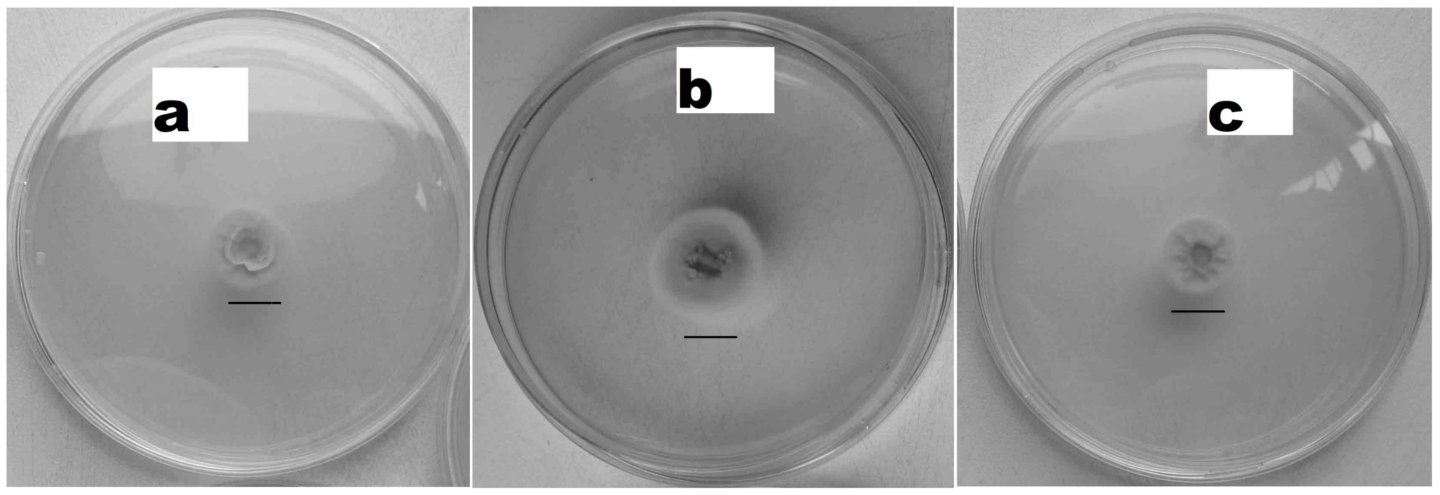 Applsci 14 11508 g001