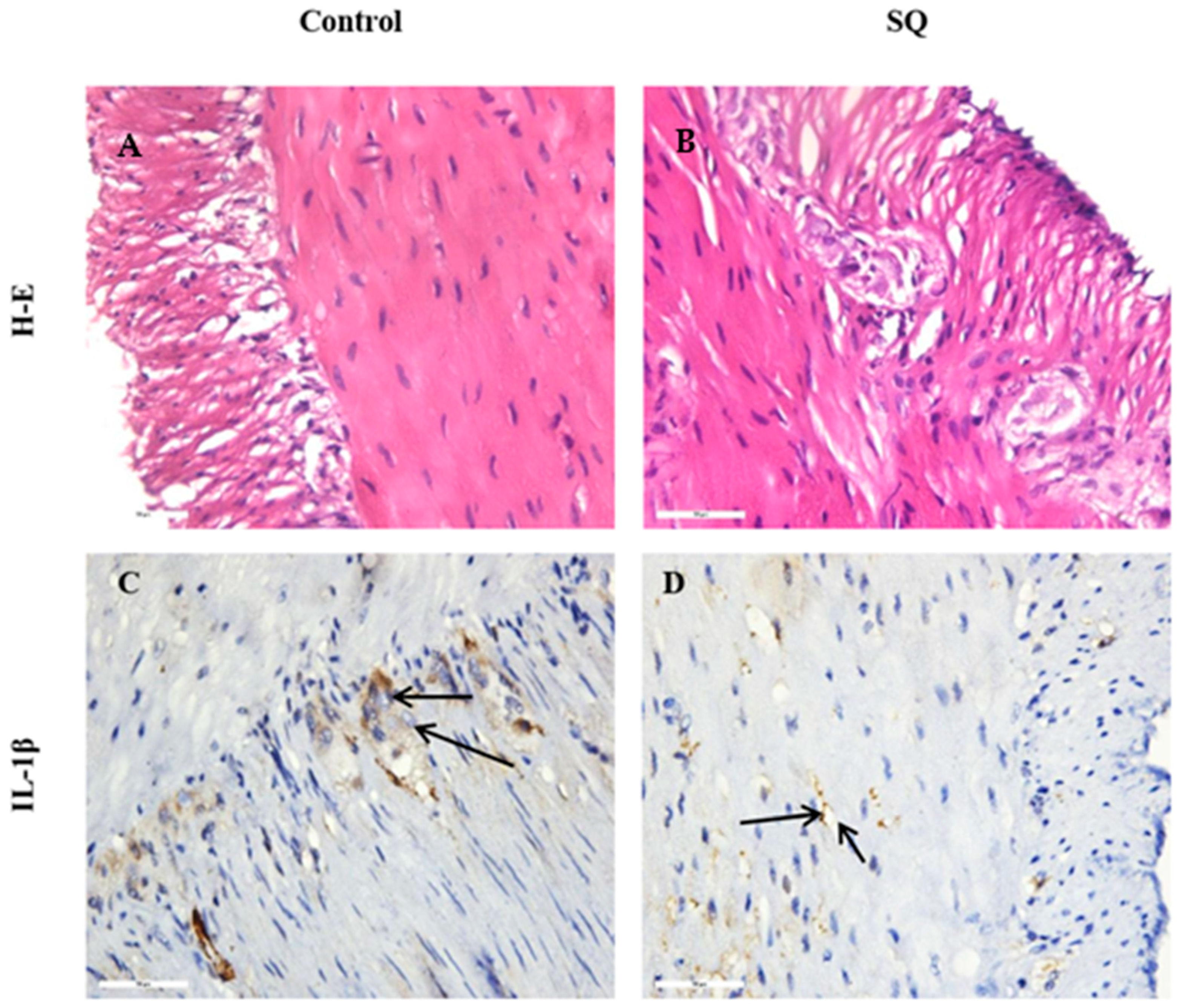 Applsci 15 00284 g006