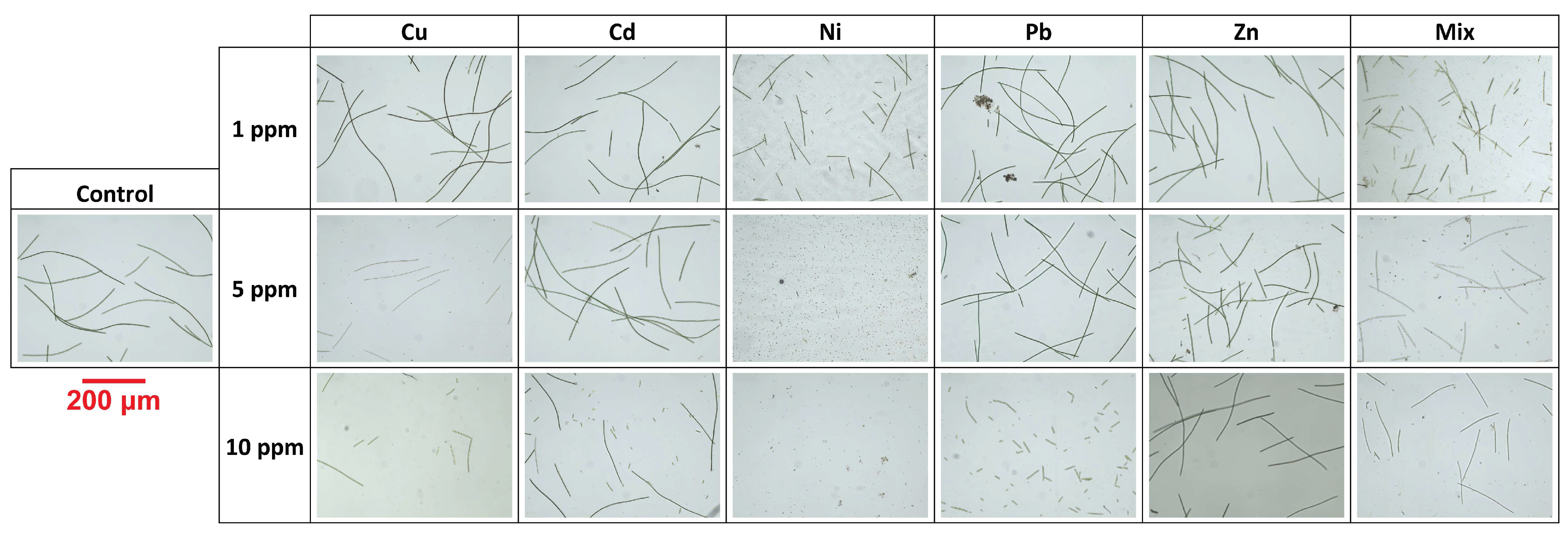 Applsci 15 00791 g001